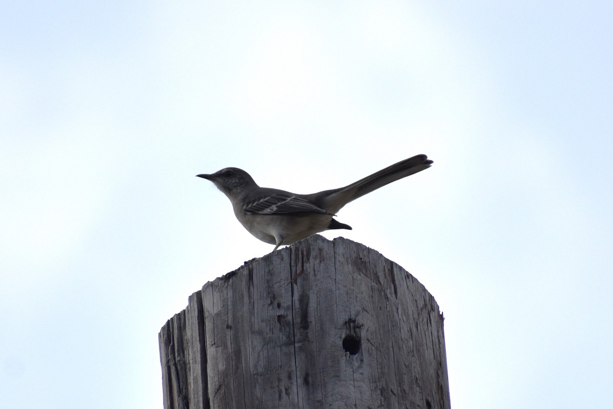 Gartenspottdrossel - ML645496515