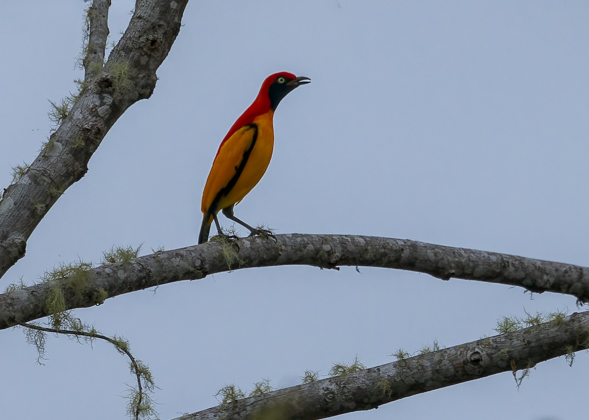 Goldlaubenvogel - ML645496516