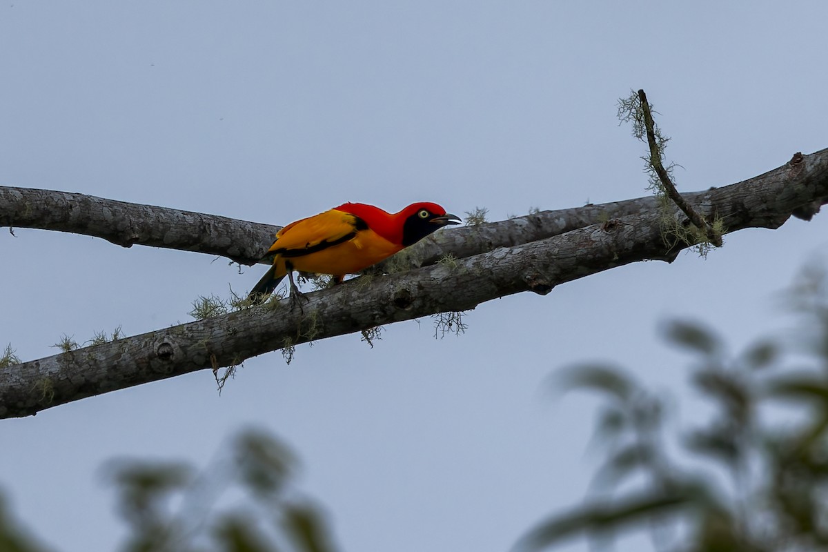 Goldlaubenvogel - ML645496517