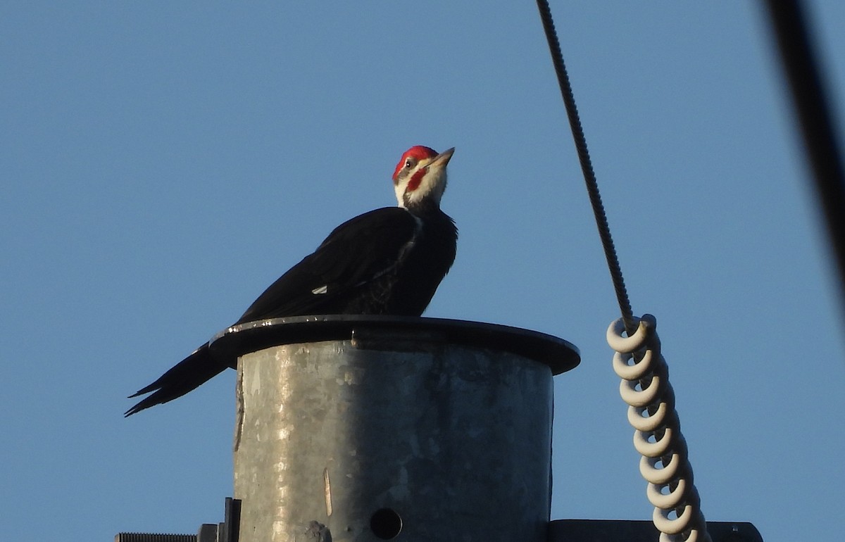 Helmspecht - ML645496518