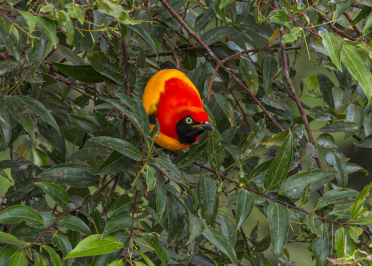 Goldlaubenvogel - ML645496519