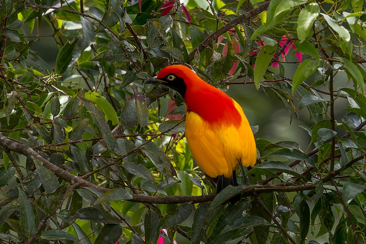 Goldlaubenvogel - ML645496520