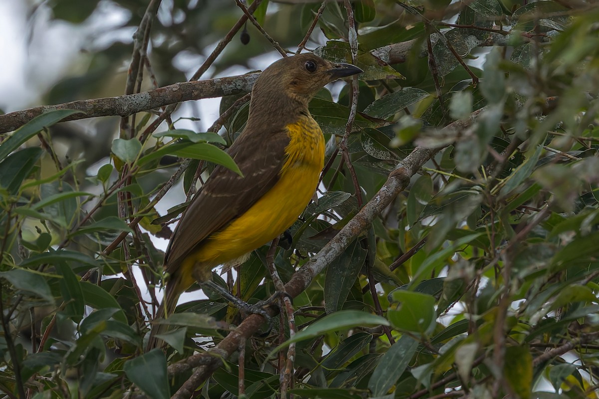 Goldlaubenvogel - ML645496521