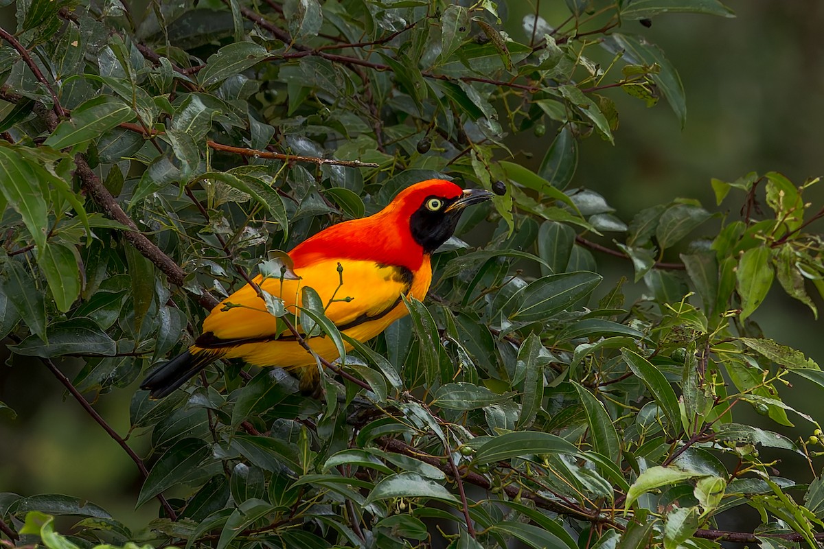 Goldlaubenvogel - ML645496522