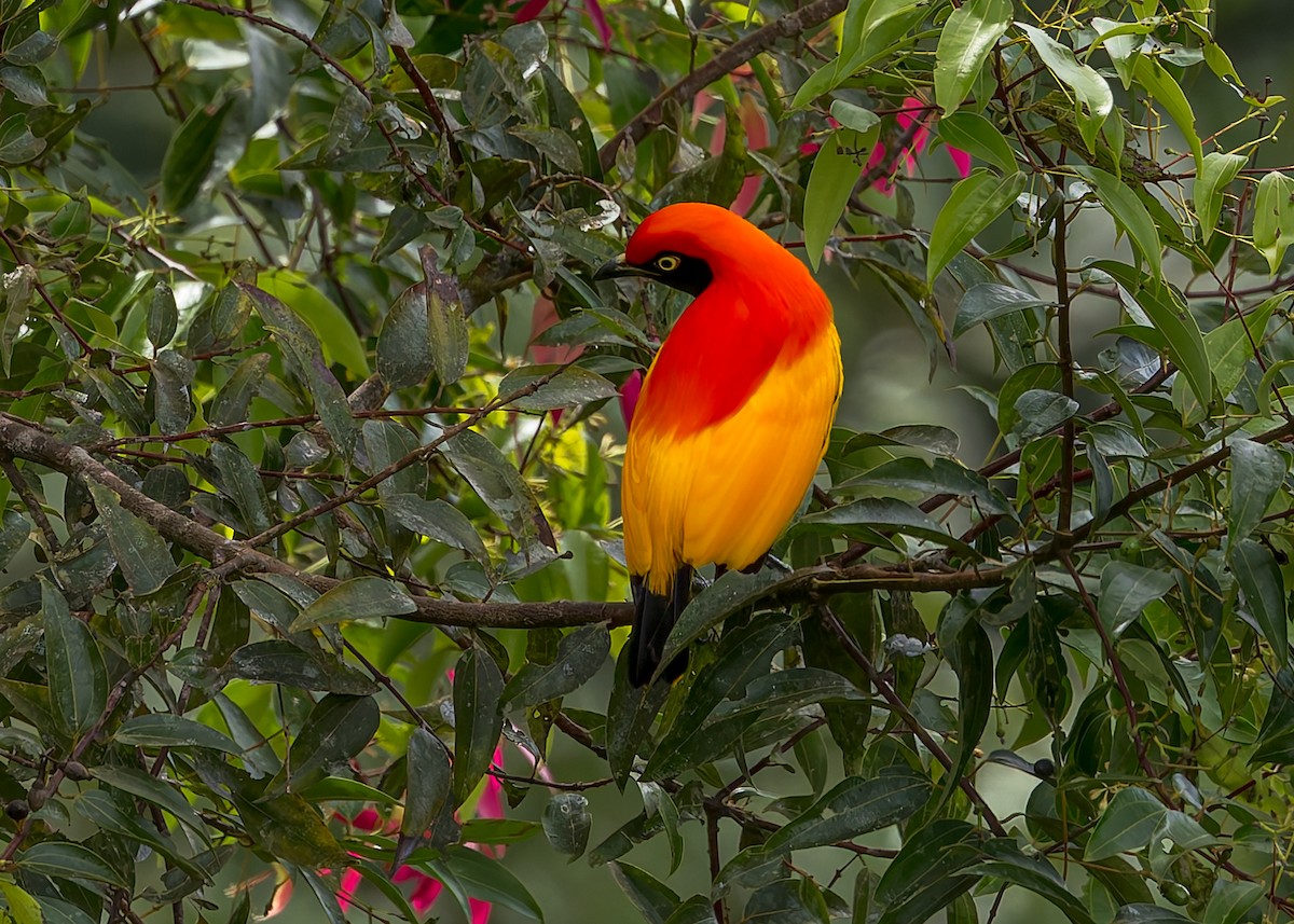 Goldlaubenvogel - ML645496523