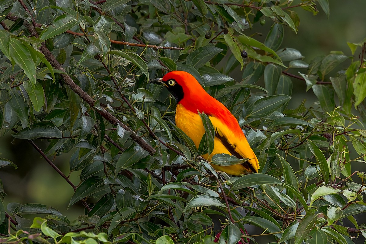 Goldlaubenvogel - ML645496524