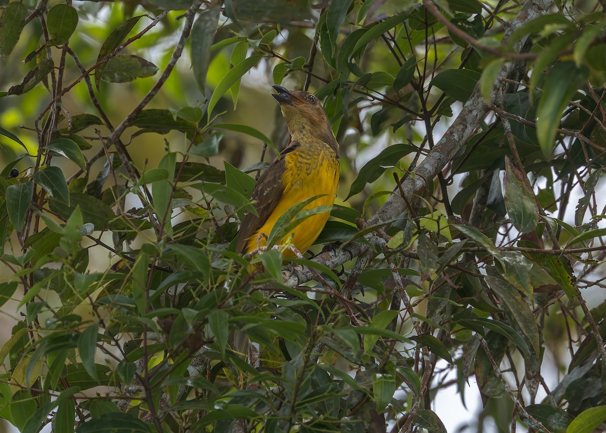 Goldlaubenvogel - ML645496525