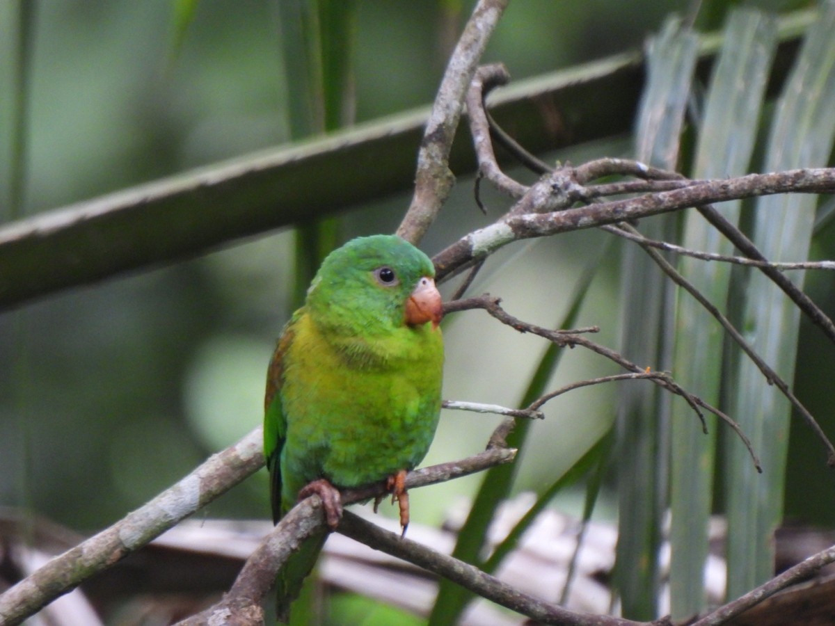 Tovisittich - ML645496526