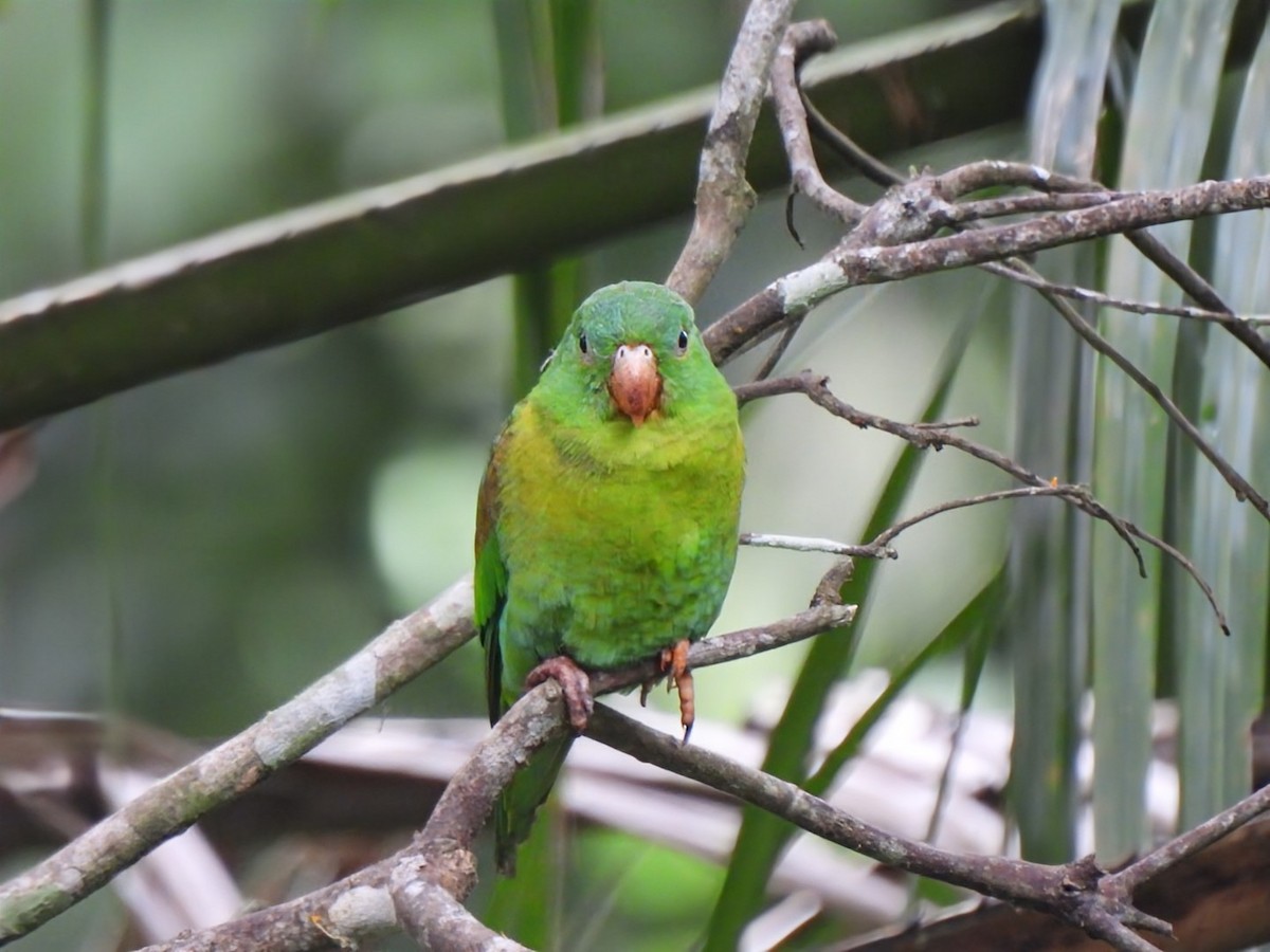 Tovisittich - ML645496527