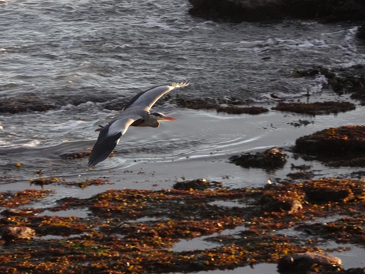 Gray Heron - ML645496548