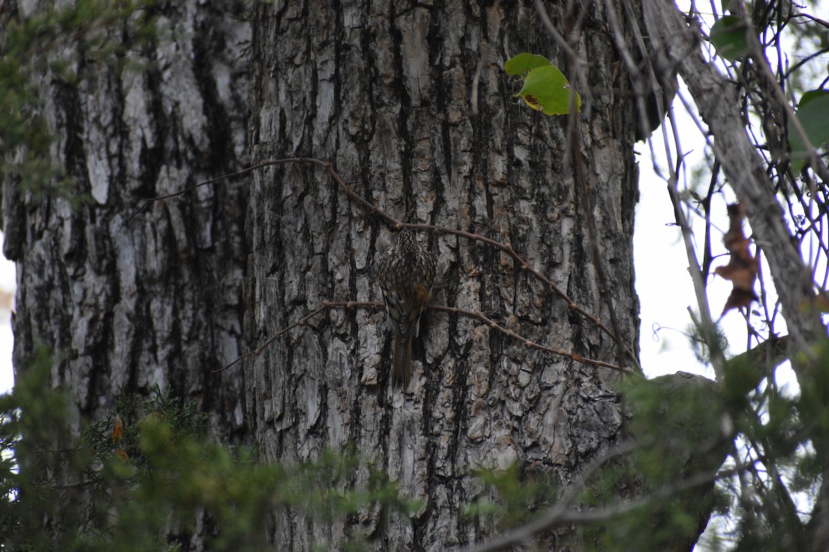Brown Creeper - ML645496552