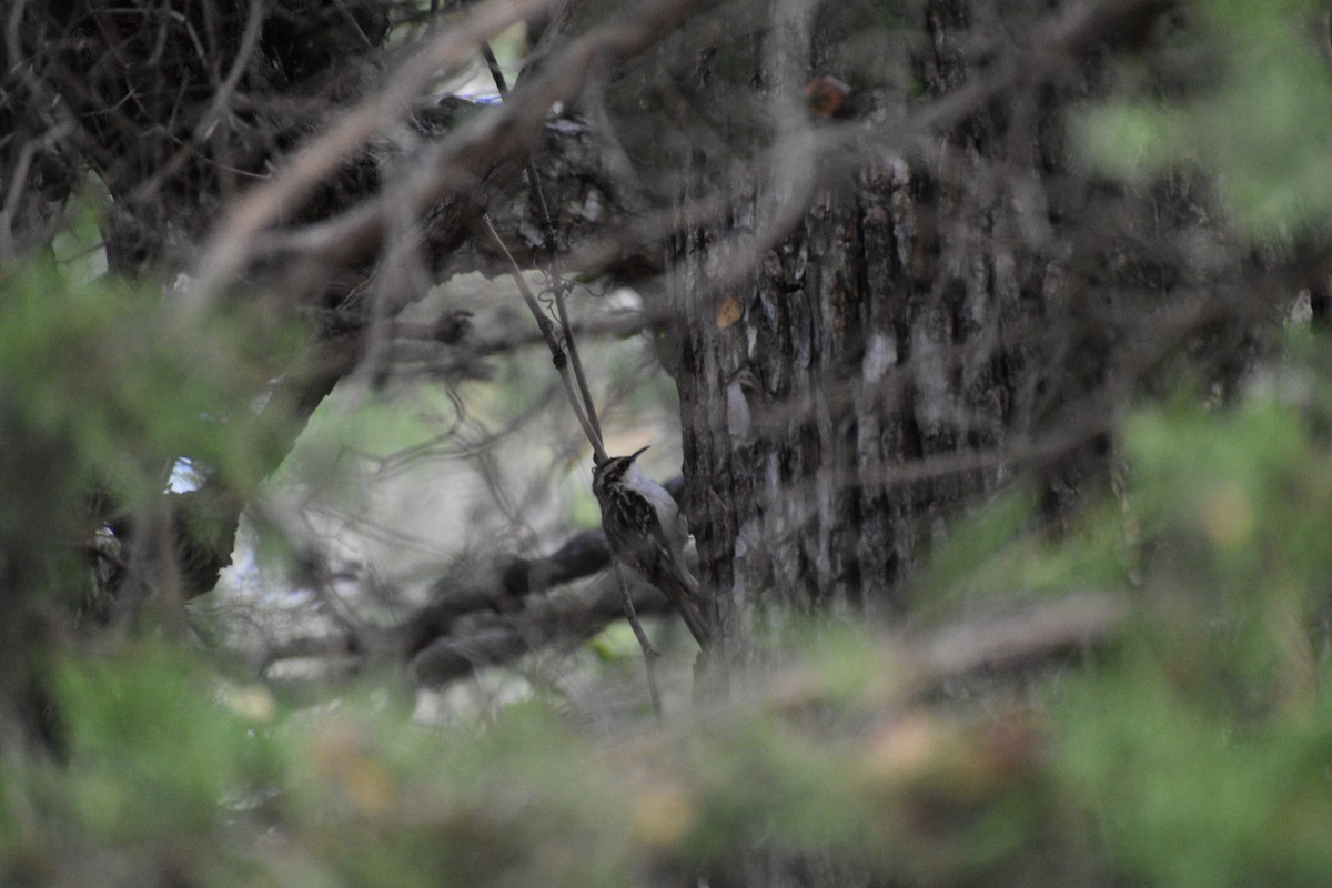 Brown Creeper - ML645496553