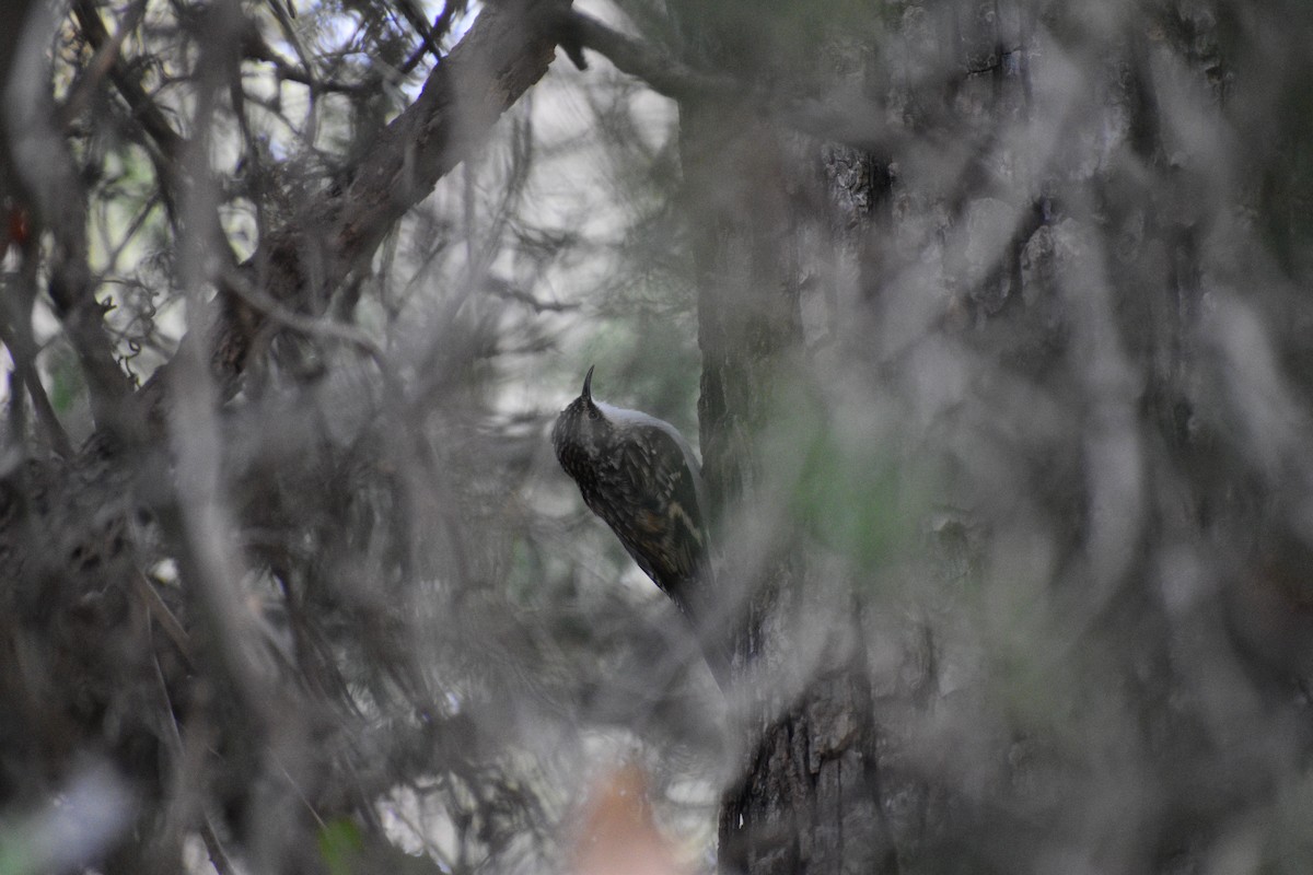Brown Creeper - ML645496554