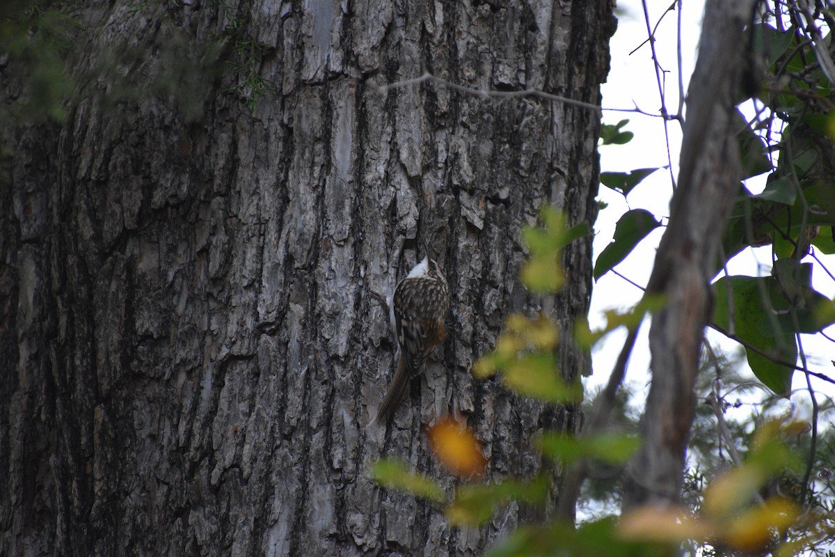 Brown Creeper - ML645496555