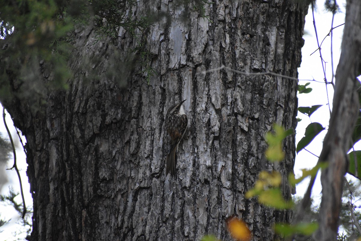 Brown Creeper - ML645496556