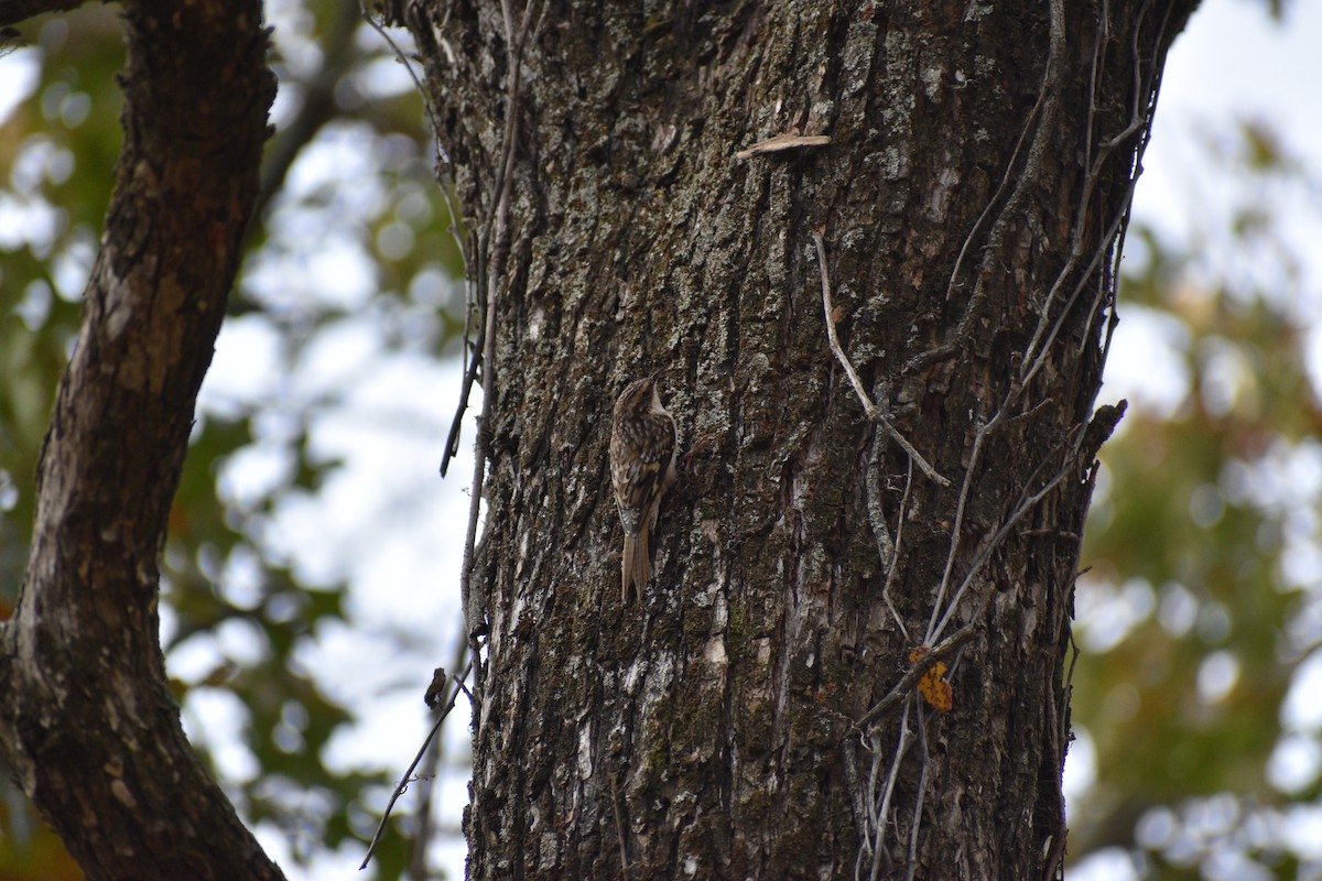 Brown Creeper - ML645496557