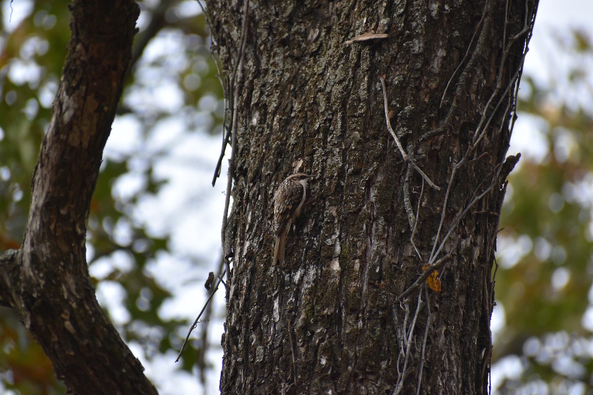 Brown Creeper - ML645496558