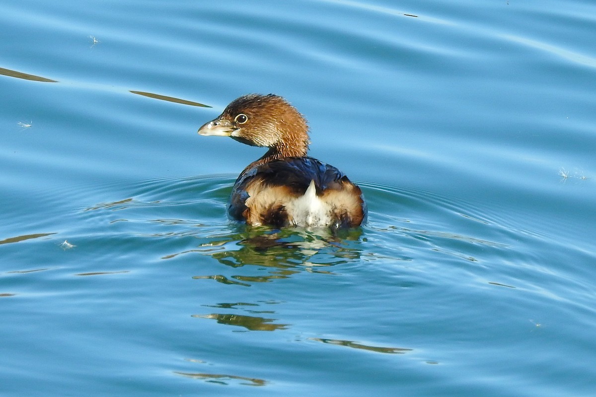 Bindentaucher - ML645496568