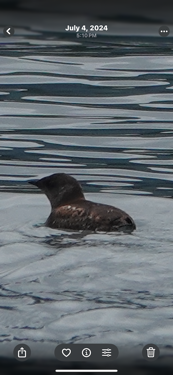 Marbled Murrelet - ML645496579