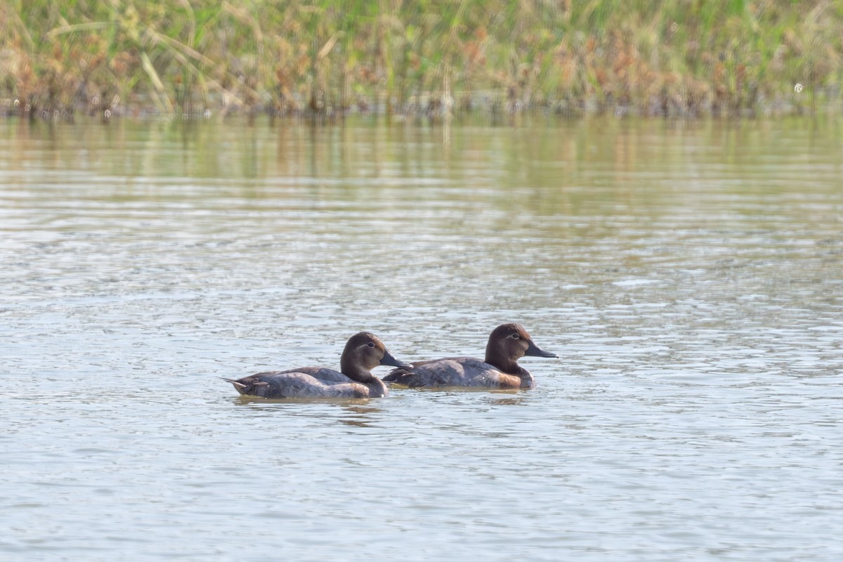 Common Pochard - ML645496580