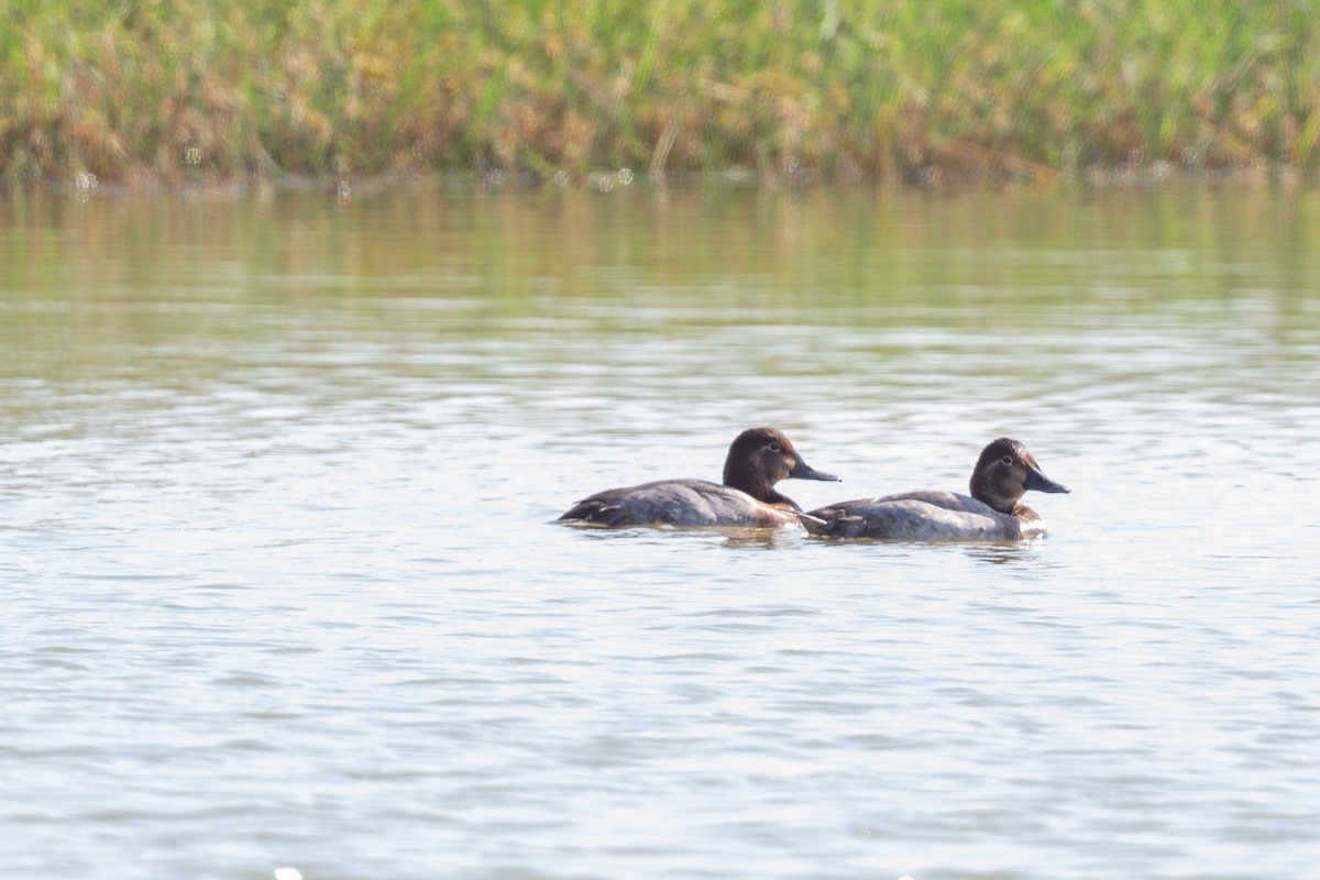 Common Pochard - ML645496581
