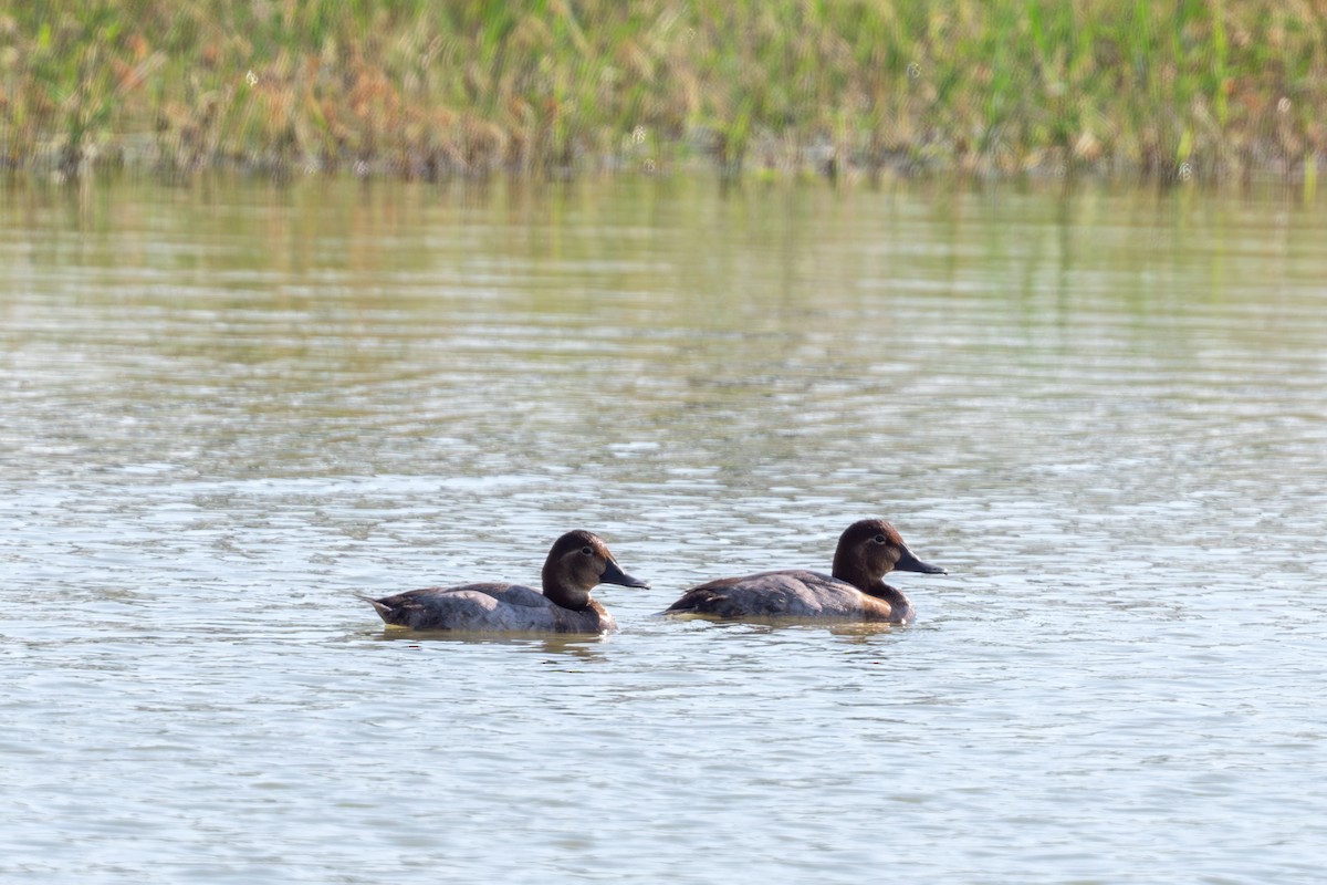 Common Pochard - ML645496582