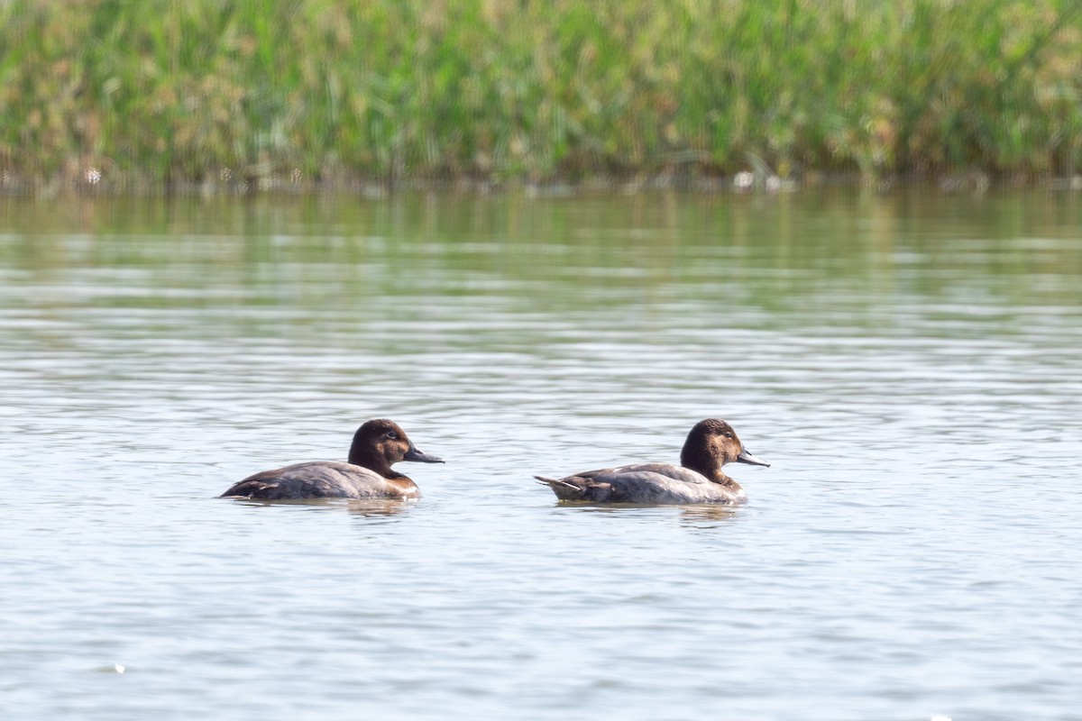 Common Pochard - ML645496583