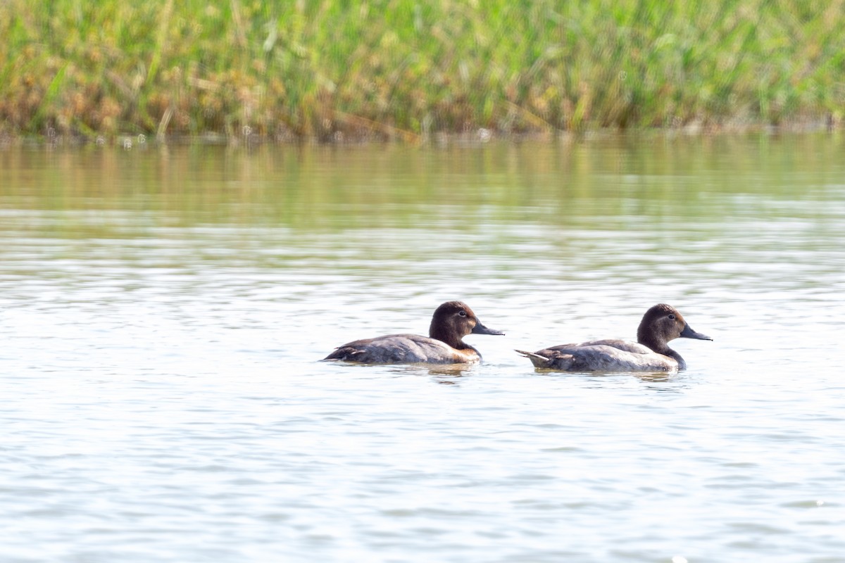Common Pochard - ML645496584