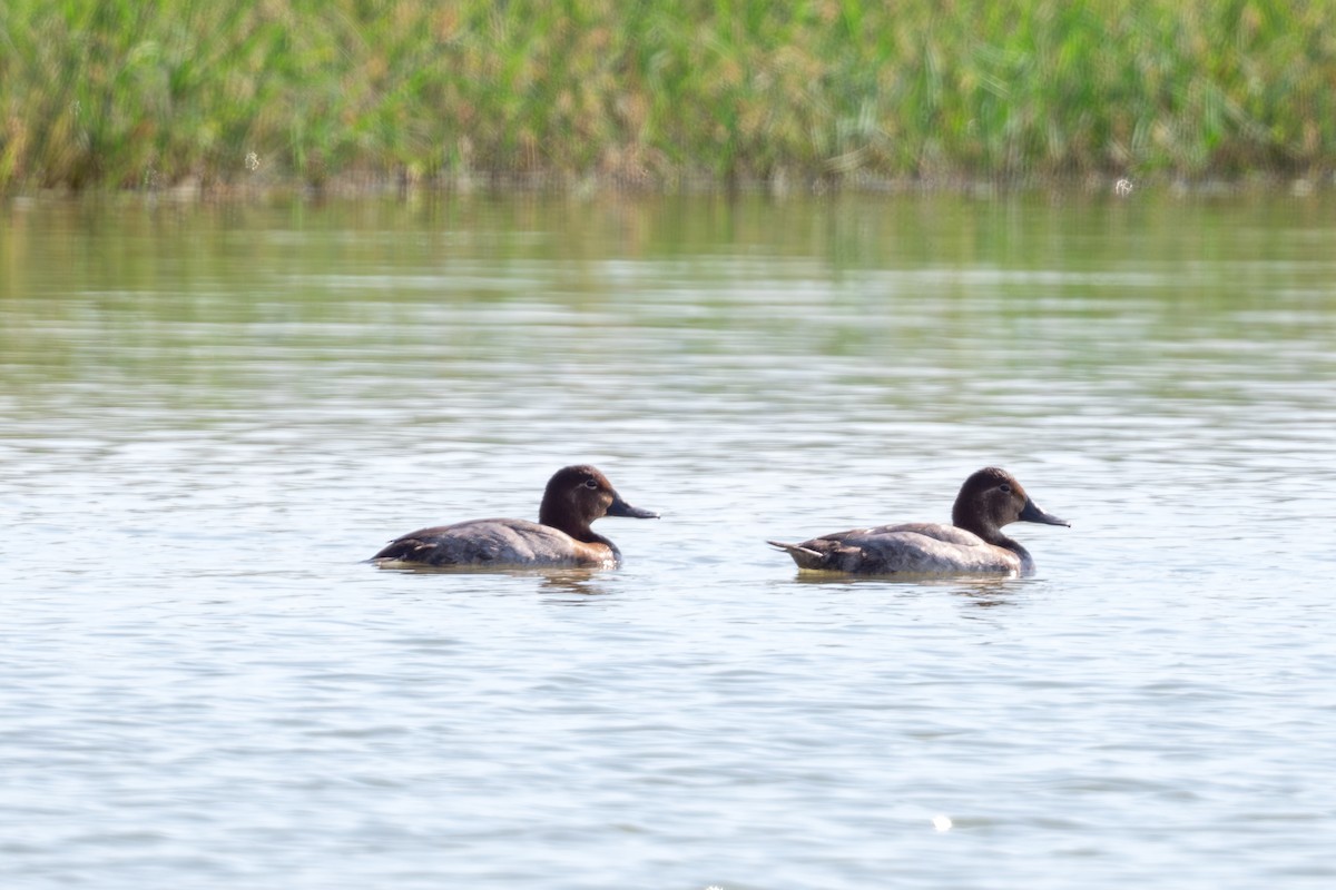 Common Pochard - ML645496585