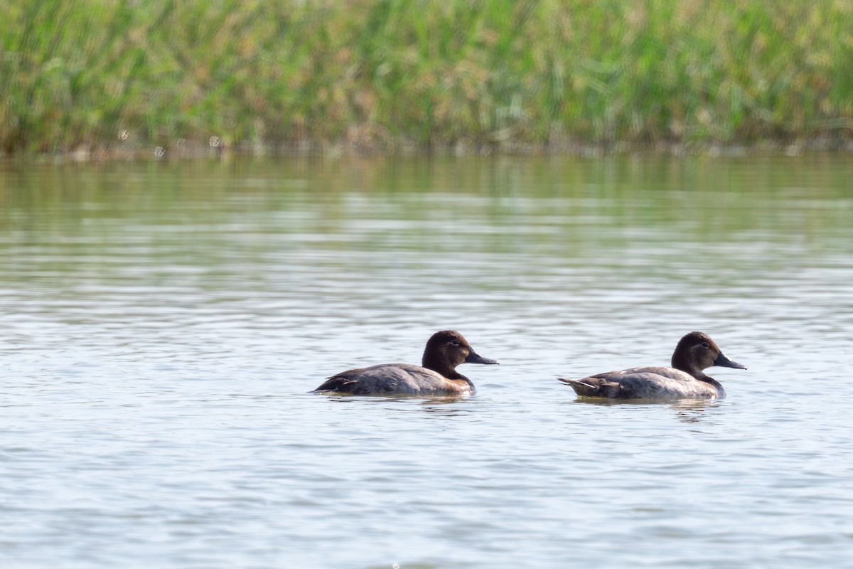 Common Pochard - ML645496586