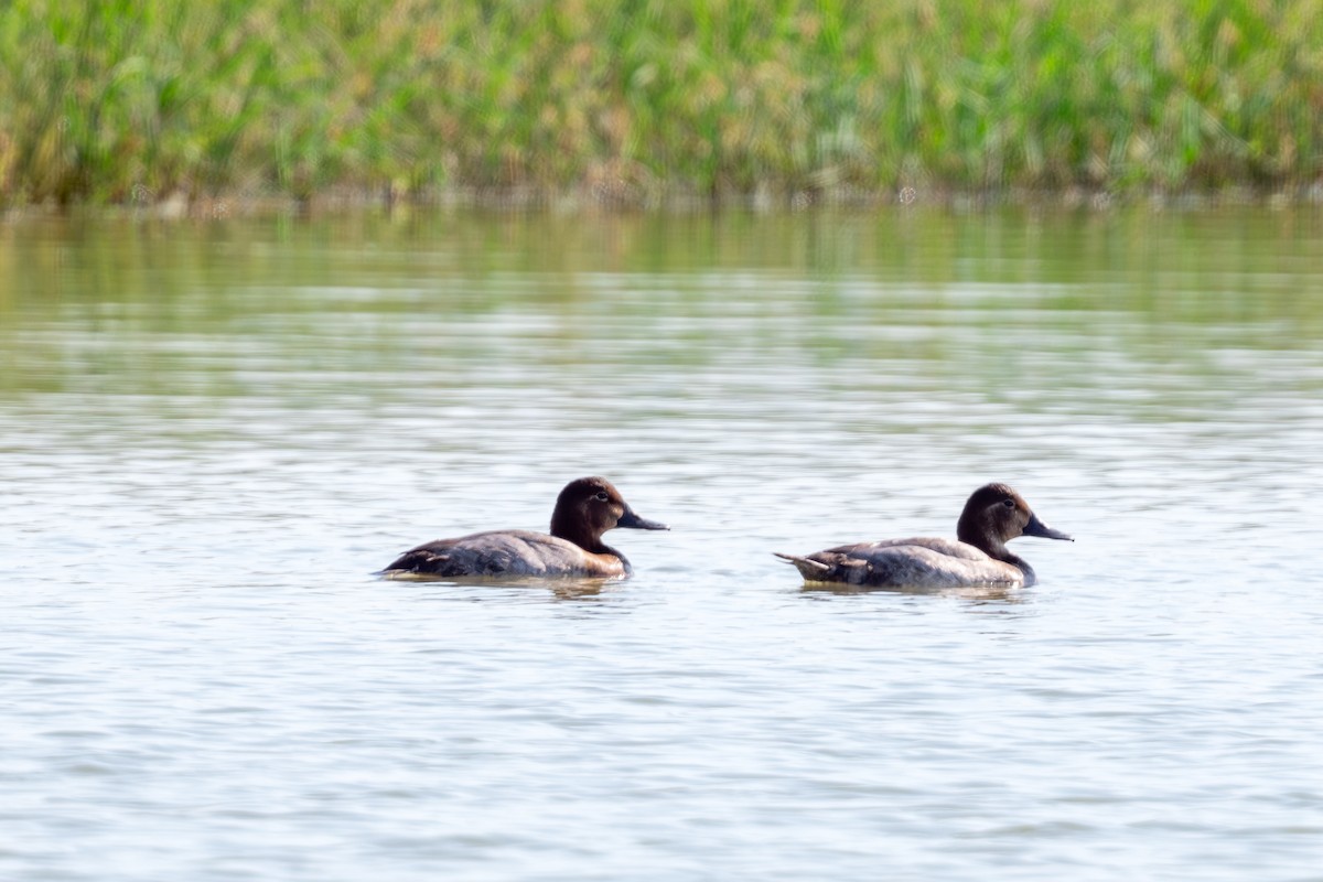 Common Pochard - ML645496587
