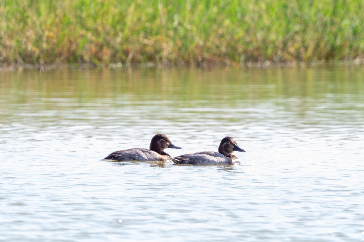 Common Pochard - ML645496588