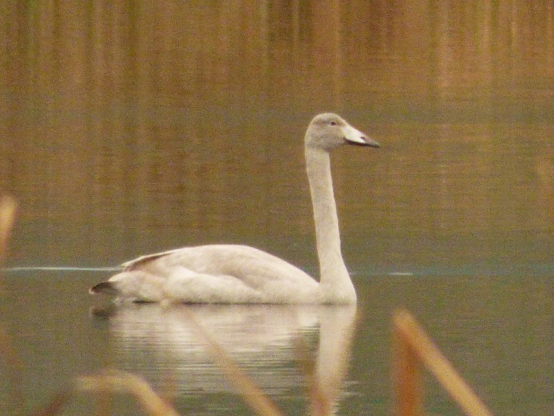 Whooper Swan - ML645496600