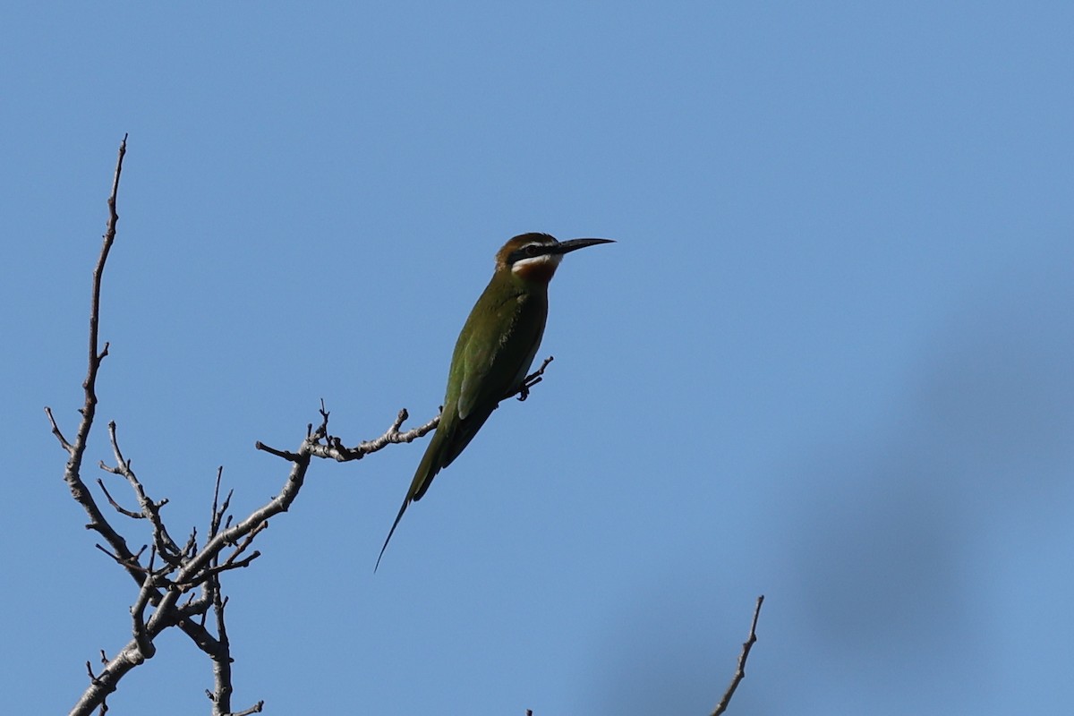 マダガスカルハチクイ - ML645496604