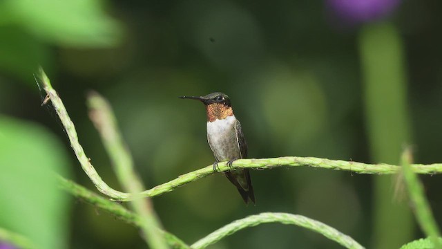 Ruby-throated Hummingbird - ML645496606