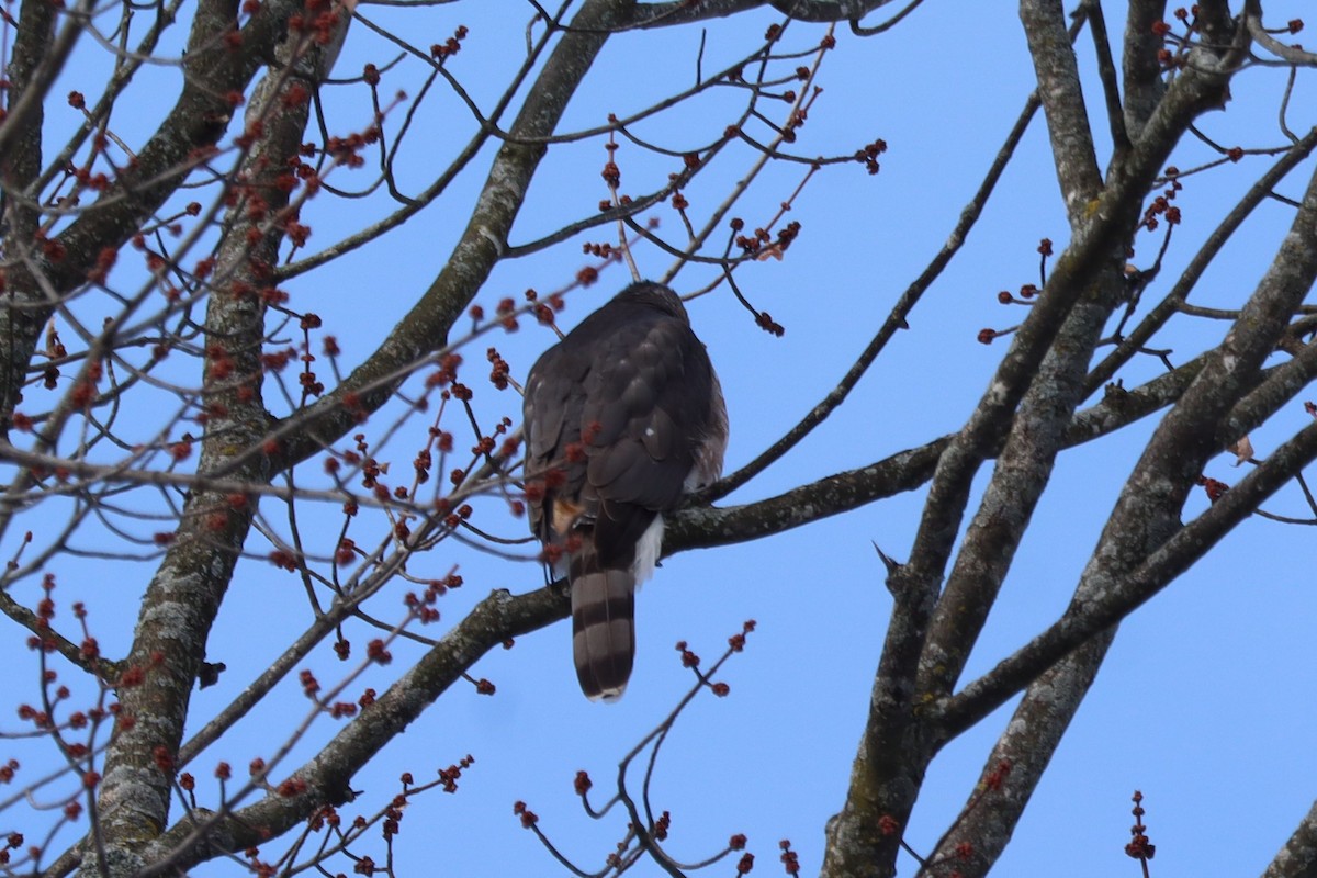 Cooper's Hawk - ML645496611