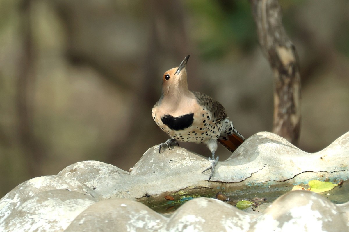 Northern Flicker - ML645496612