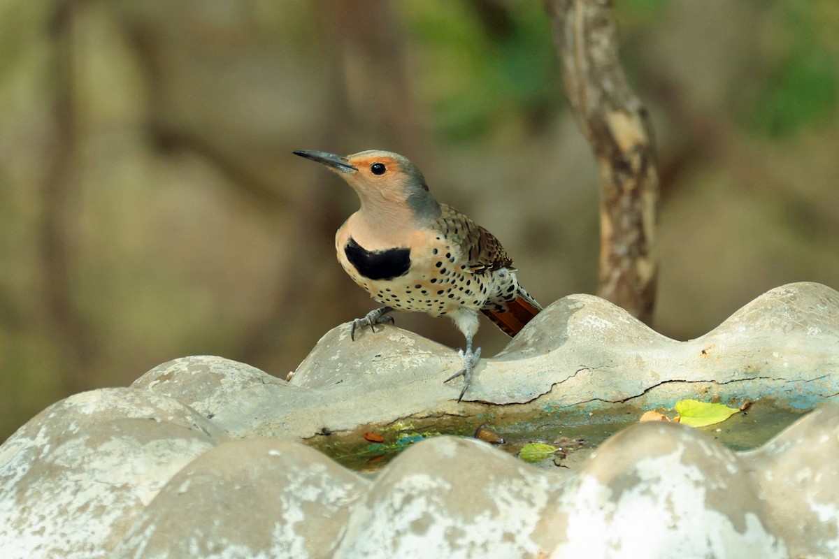 Northern Flicker - ML645496613