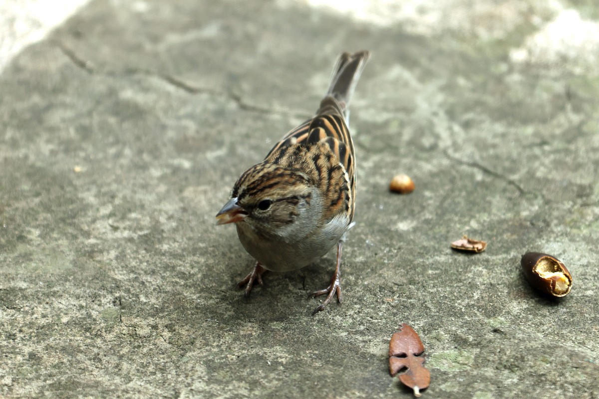 Chipping Sparrow - ML645496624