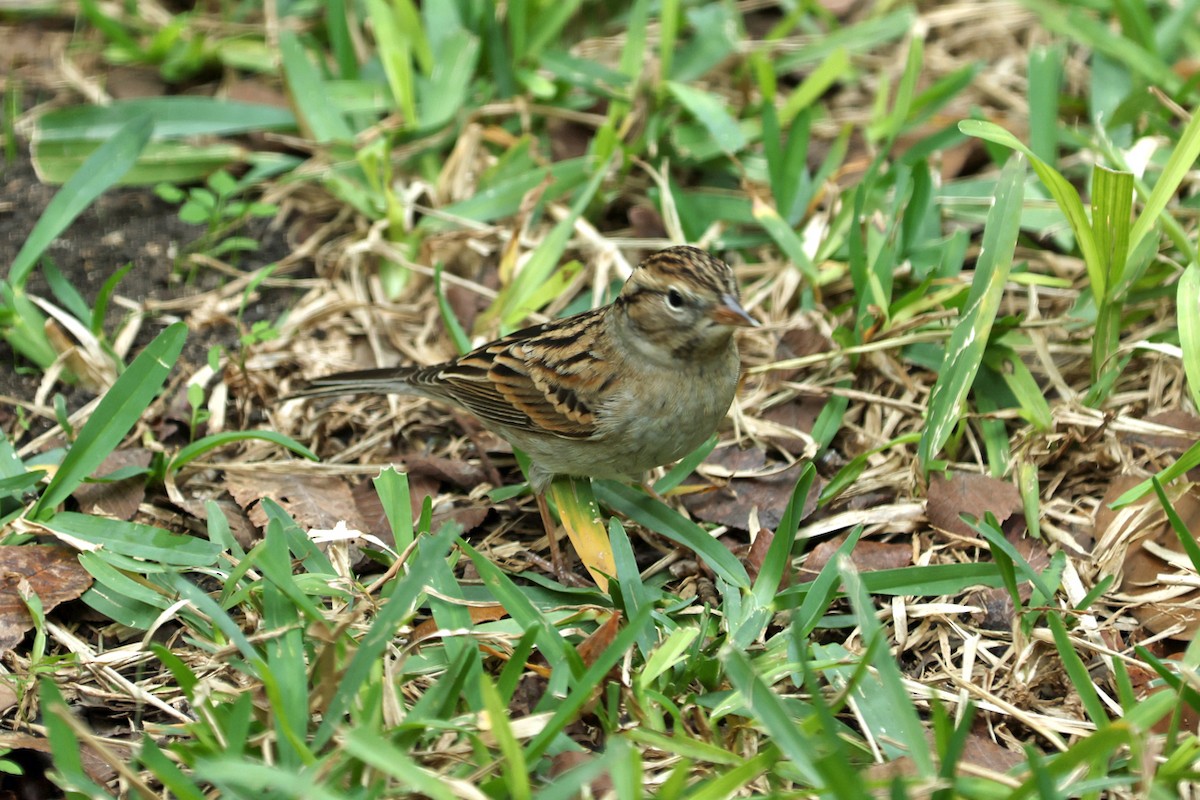 Chipping Sparrow - ML645496625
