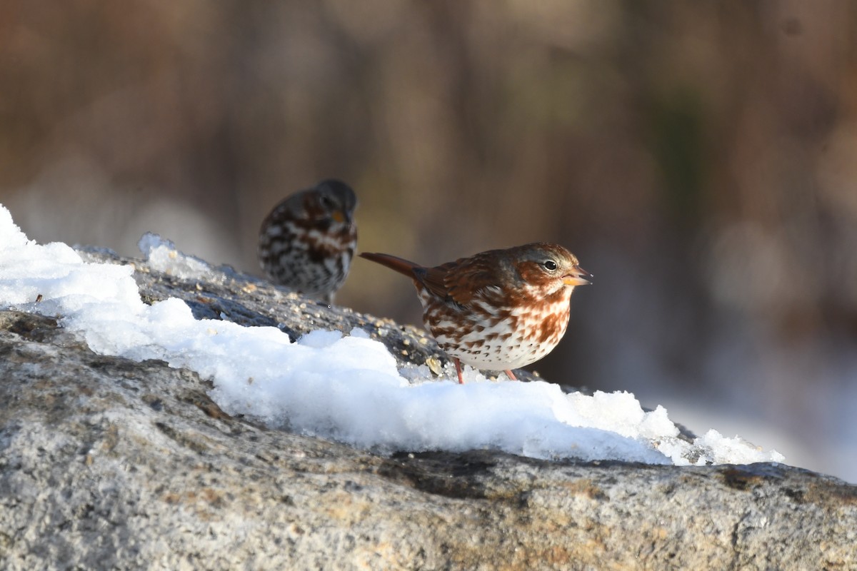 Fox Sparrow - ML645496629