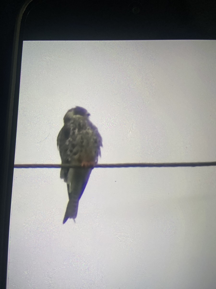 Amur Falcon - ML645496673