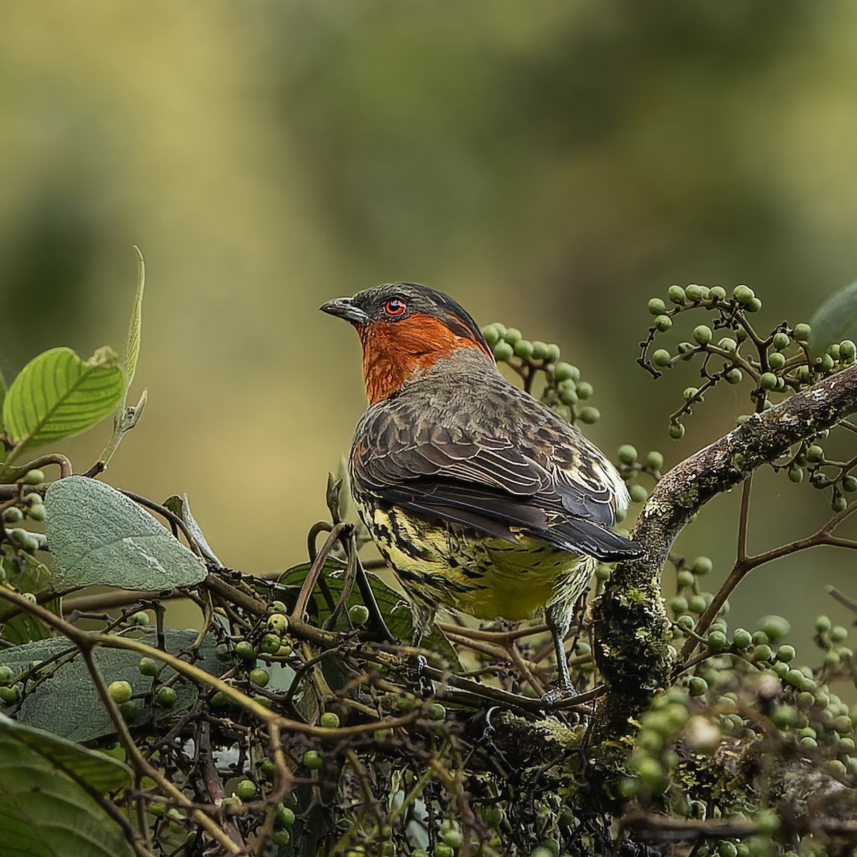 Chestnut-crested Cotinga - ML645496680