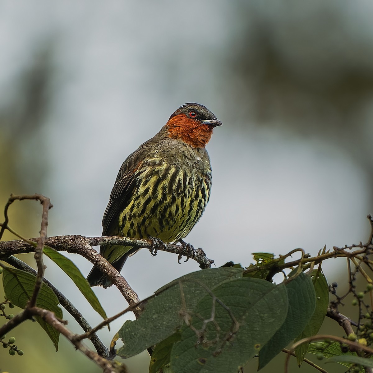 Chestnut-crested Cotinga - ML645496681