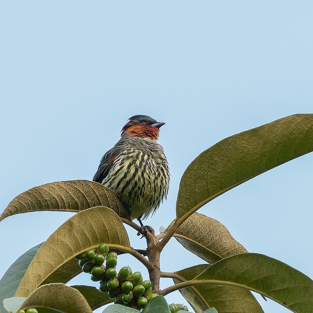 Chestnut-crested Cotinga - ML645496682