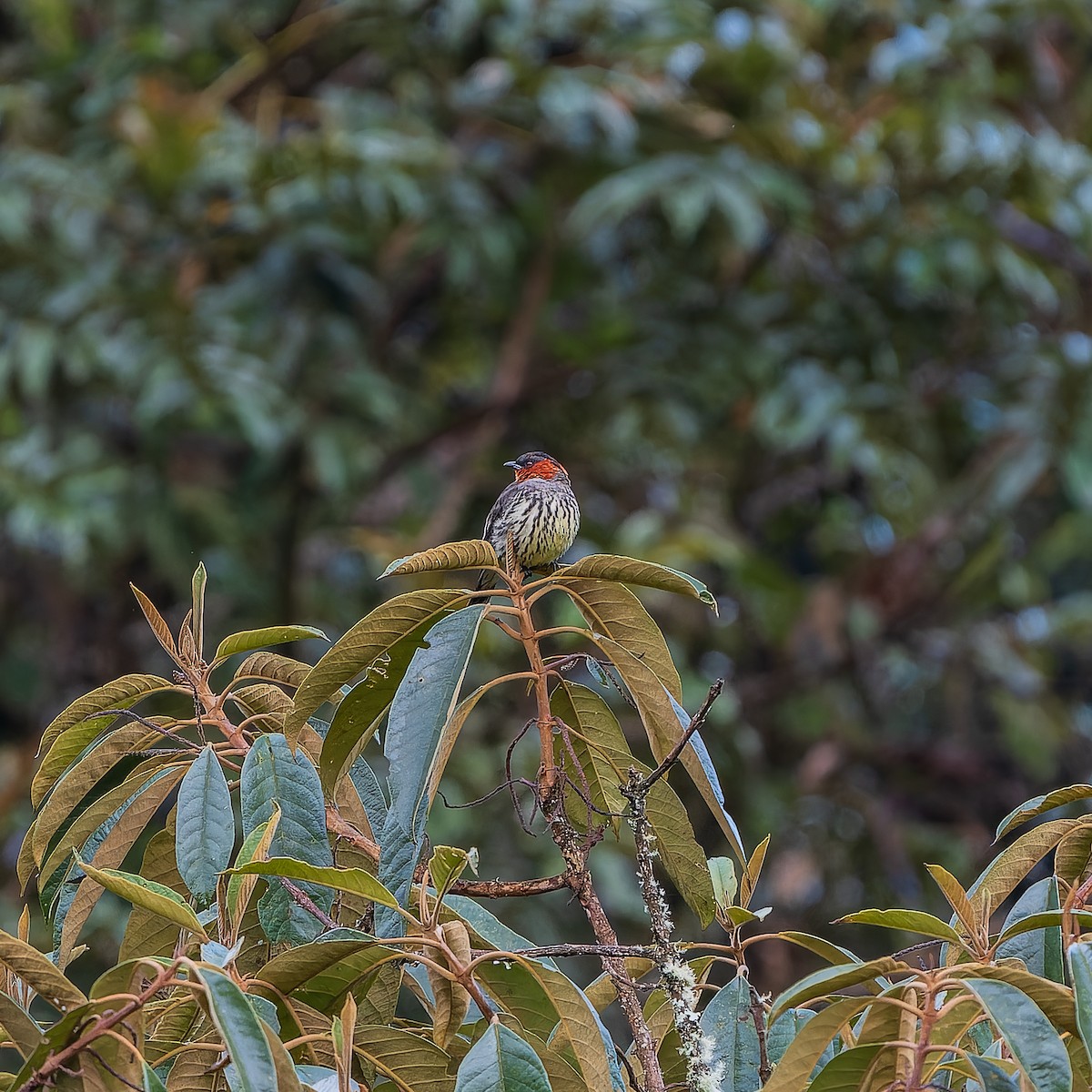 Chestnut-crested Cotinga - ML645496683