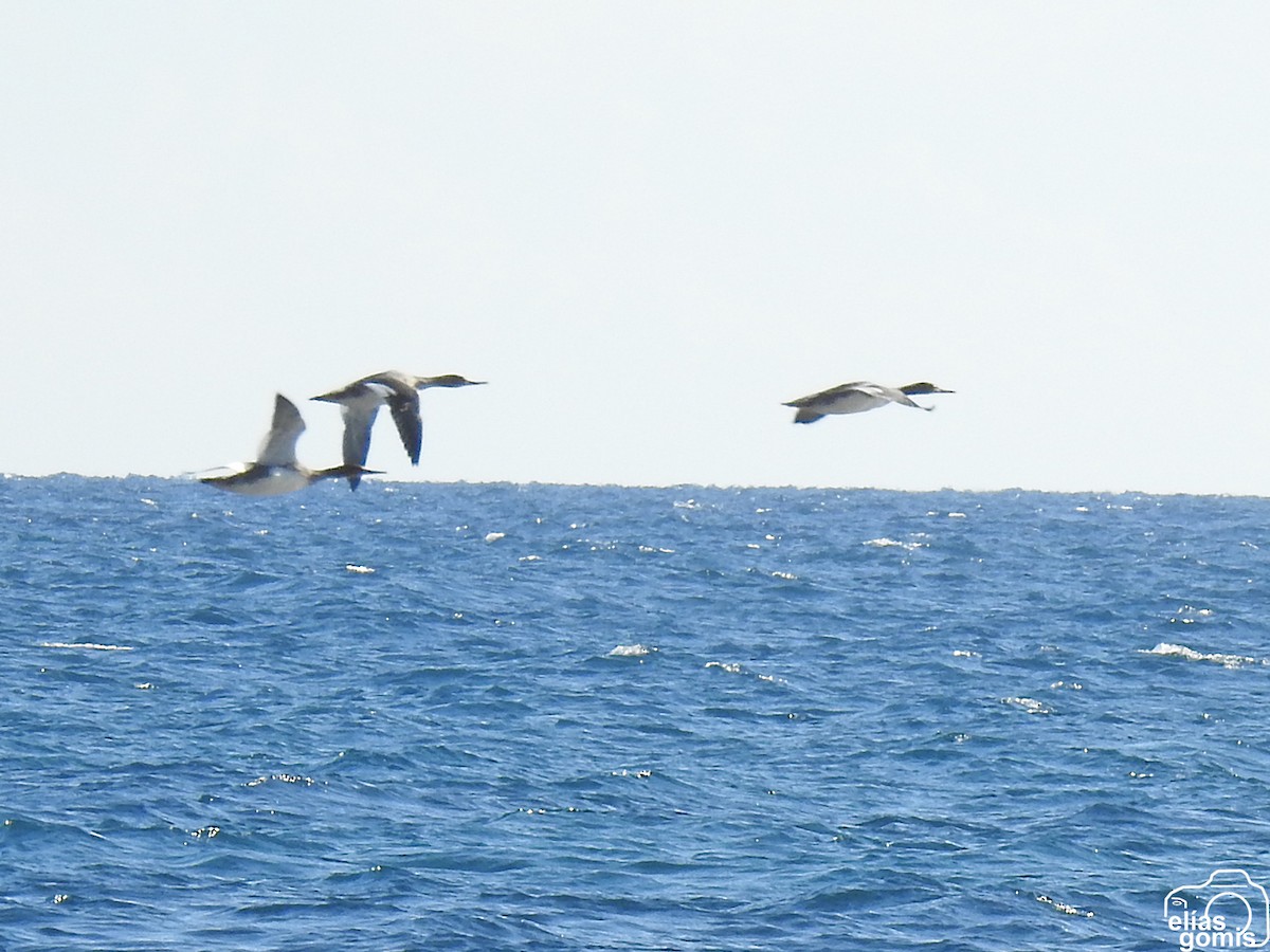 Red-breasted Merganser - ML645496694