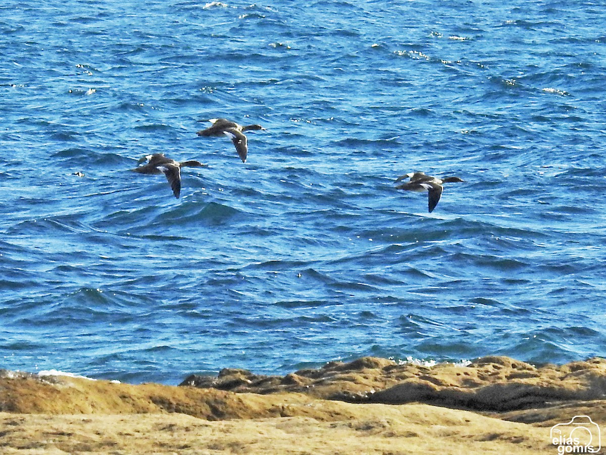 Red-breasted Merganser - ML645496696