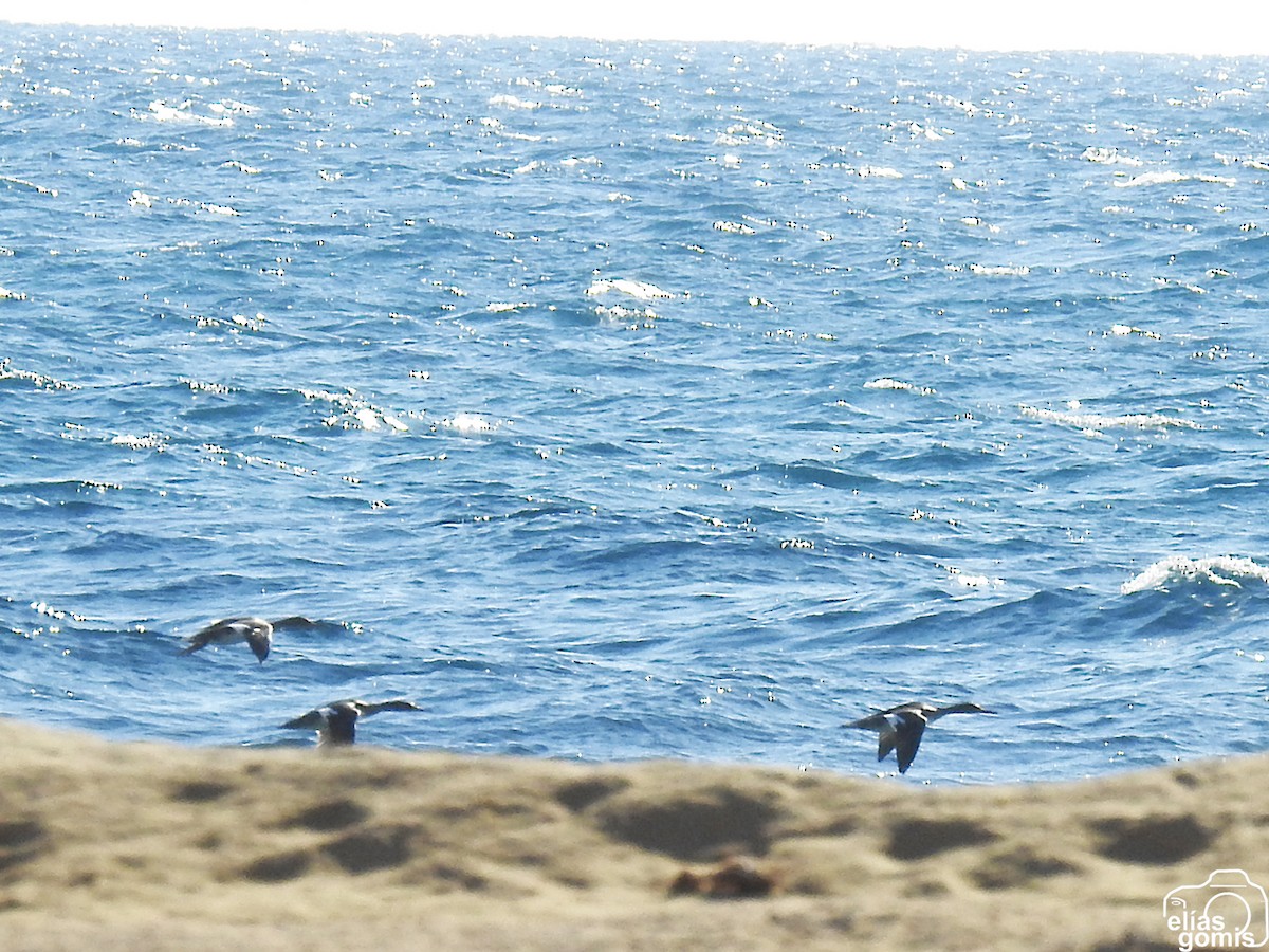 Red-breasted Merganser - ML645496697