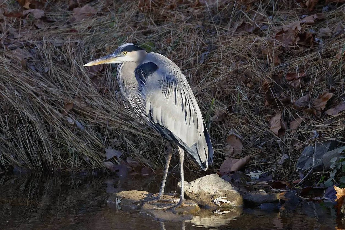 Great Blue Heron - ML645496703